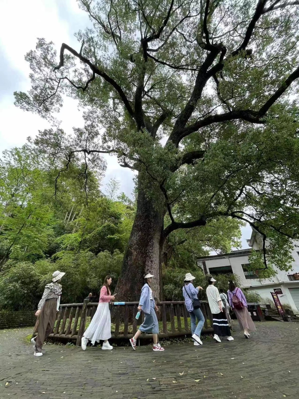 1682059225566570.jpg 1682059225566570.jpg